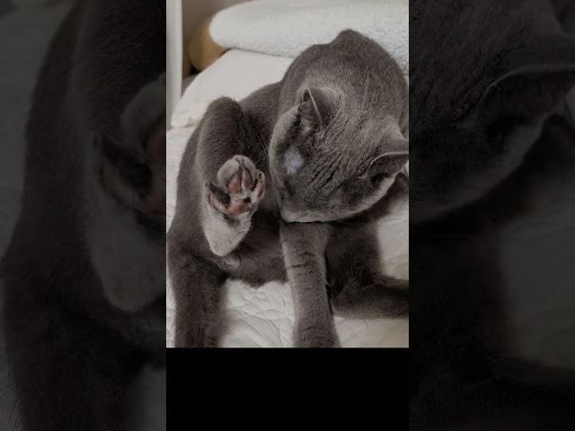 그루밍의 올바른 자세(the right posture of grooming)(猫グルーミングの正しい姿勢)#고양이그루밍 #catgrooming