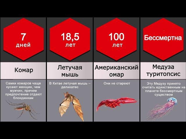 Сравнение: Продолжительность жизни животных