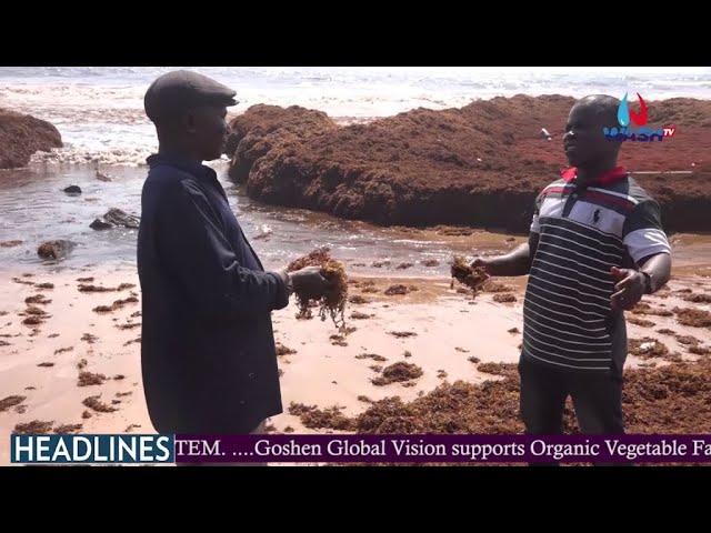 Sargassum seaweed hinders fishing activities in the Western Region