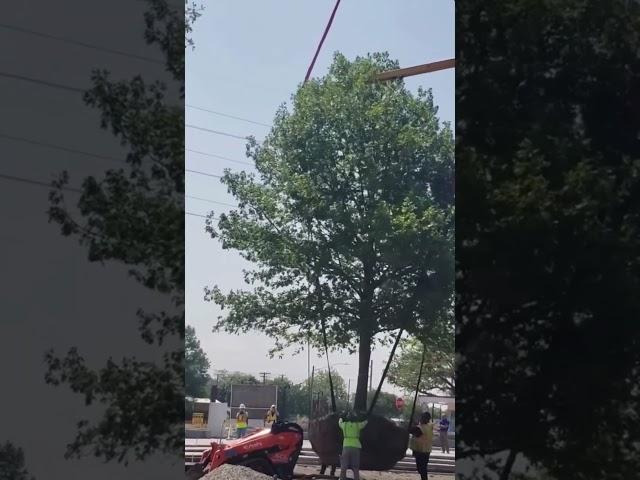 Planting Large Mature Tree with a Crane