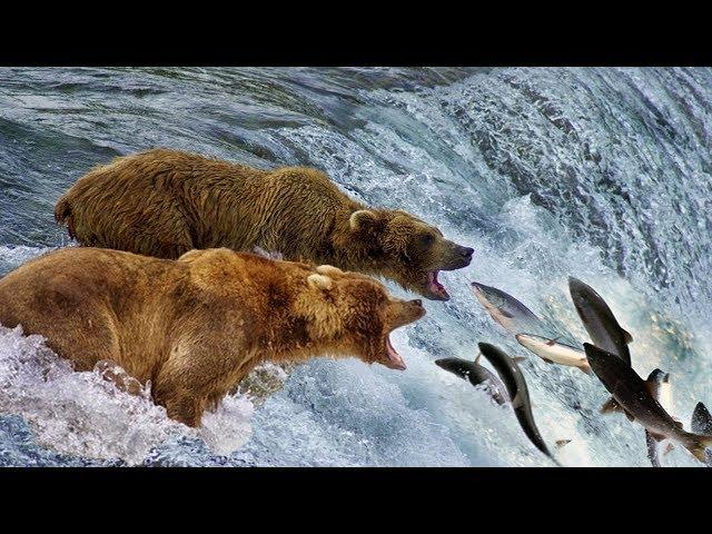 Beauty Nature & Wild - Bear catching salmon in waterfall | Wild Animals 2018