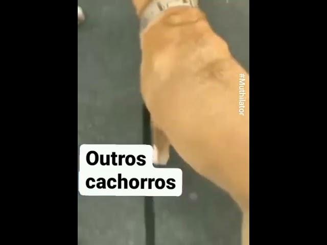 O cachorro dos outros e meu cachorro cachorro dos outros