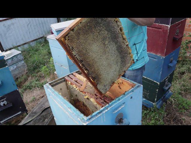 Вынужденная откачка мёда, ВСЁ залили НА 100 ПРОЦЕНТОВ.
