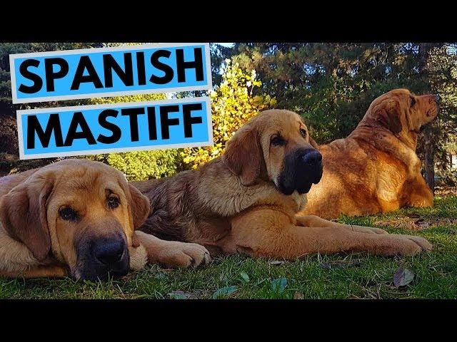 Spanish Mastiff Dog Breed - Facts and Information