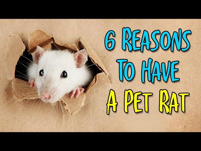 6 Fun Facts About Pet Rats