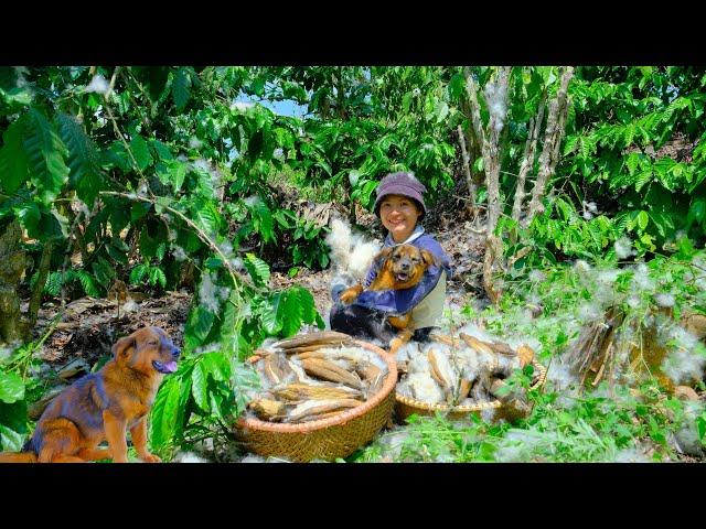 Harvesting Cotton Berries Goes To Market Sell - Farm, Cooking, Daily Life | Tieu Lien