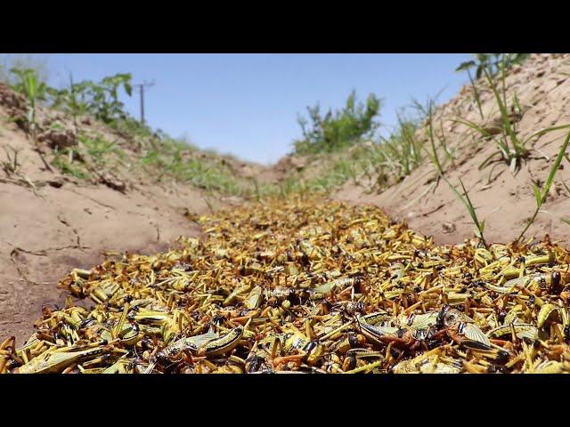 Locust Swarms Devour Swaths Of Pakistan's Crops