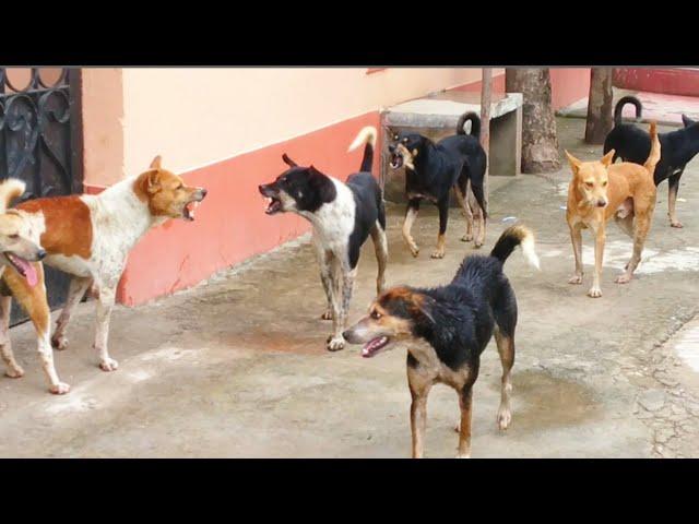 STREET DOG FIGHT || DOG FIGHT VIDEO DOGS BARKING, STUDY THE NATURE OF DOGS IN RAINY SEASON