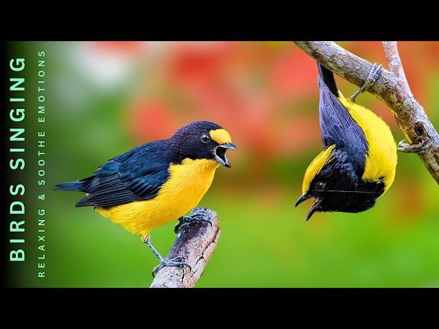 Forest Bird Sounds - Relieve Stress & Recharge Your Energy for the New Day with the Best Bird Sounds