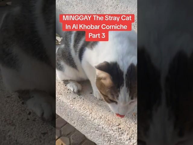 MINGGAY The Stray Cat In Al Khobar Corniche Part 3 | #shorts #straycat #saudiarabia #seo