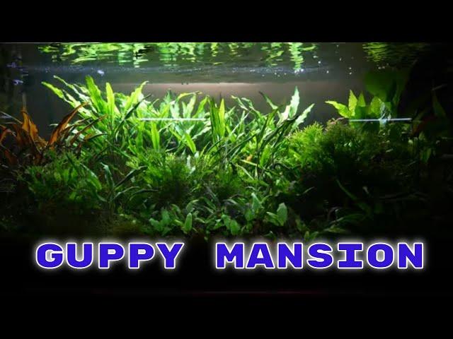 My Guppy Mansion - Relax and Enjoy