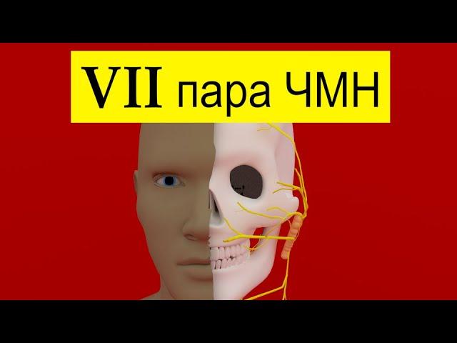 Лицевой нерв за 3 минуты | Путь от мозга (схематично) | Medanatfarm