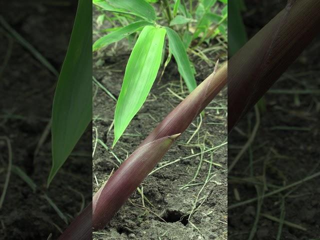 WATCH THIS BEFORE BUYING BAMBOO | Clumping Bamboo vs Running Bamboo #Shorts