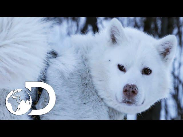 Training Husky Dog Puppies In Modern Alaska | The Last Alaskans