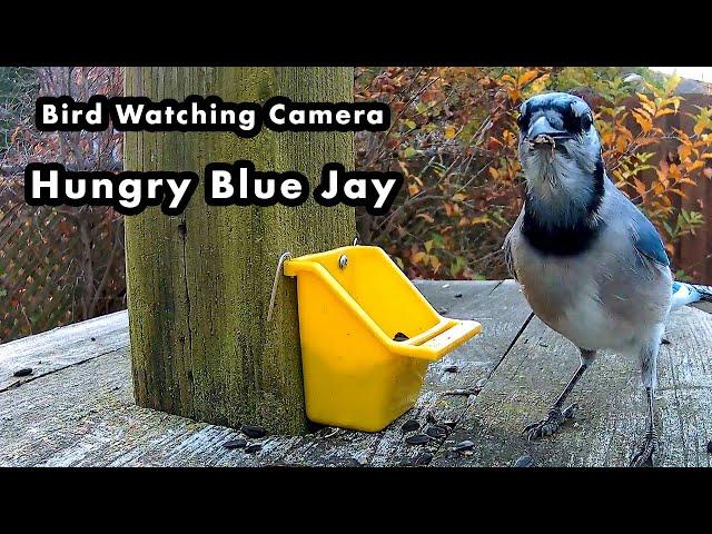 Bird Watching Camera - Hungry Blue Jay at The Bird Feeder