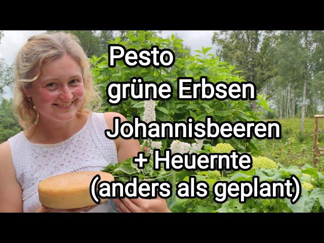 Erfolge und Misserfolge einer Ernte: Pesto, grüne Erbsen, Johannisbeeren + Heuernte im Juli