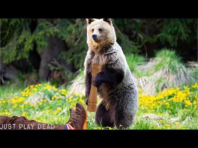 Hiking in the Swiss Alps? What about the bears?