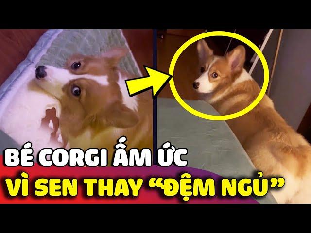 Được con sen thay mới chiếc ĐỆM NGỦ, chiếc corgi GIẬN DỖI không chịu đi ngủ  | Gâu Đần