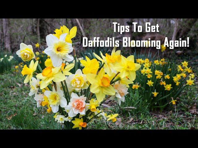 Reasons Your Daffodils Have Stopped Blooming