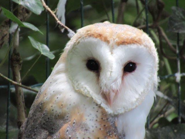 Uilen en dierenpark de Paay in Beesd is een bezoek waard door Tine de Jong