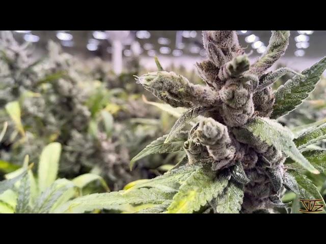 Client Video Recap: Bond Road Cannabis