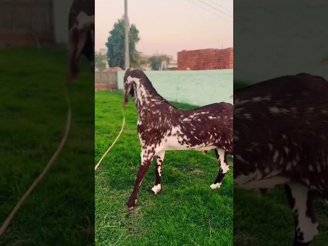 Quality goats available #makichina#goat #sojatgoatfarm #goat #modasa #farm #2025 #farmlife #farming