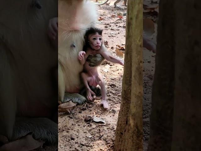 Active & cute newborn baby monkey