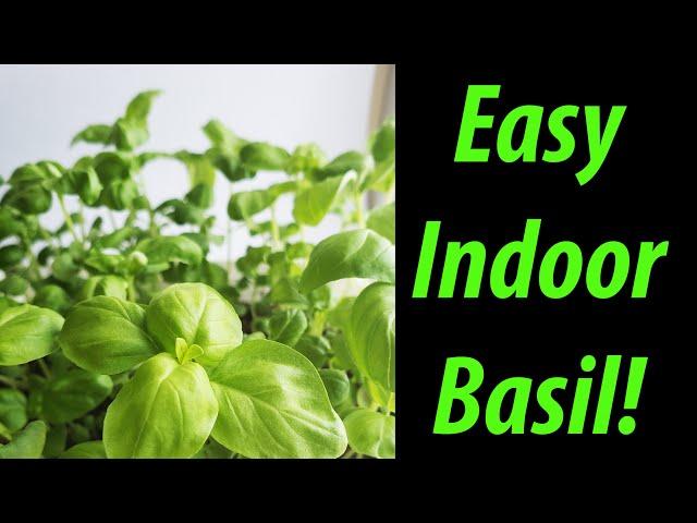 How To Grow Indoor Basil - Tips and Tricks For 2020!
