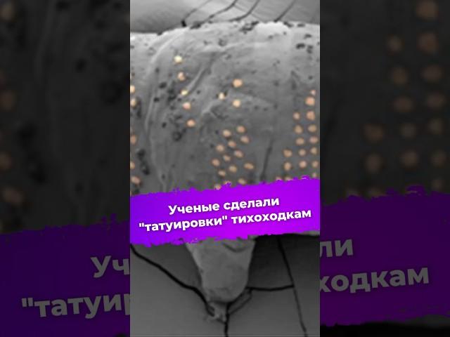 Ученые сделали "татуировки" тихоходкам #тихоходка #новости #наука #технологии #чипирование #ixbt
