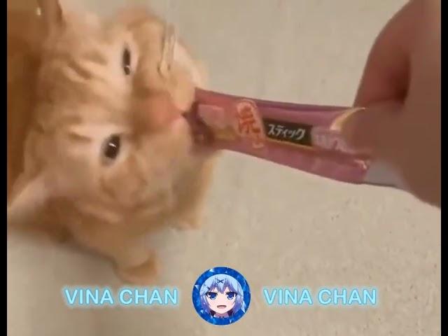 Vina Chan MS22M #3