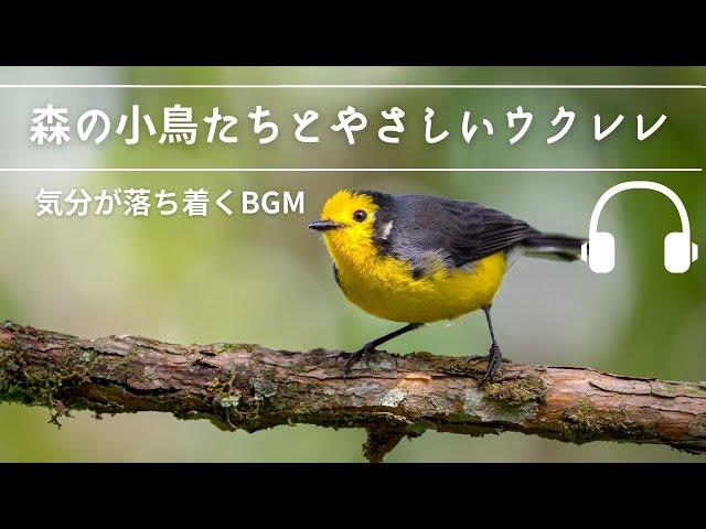 Natural Sonic「森の小鳥たちとやさしいウクレレ」 - 気分が落ち着くBGM -