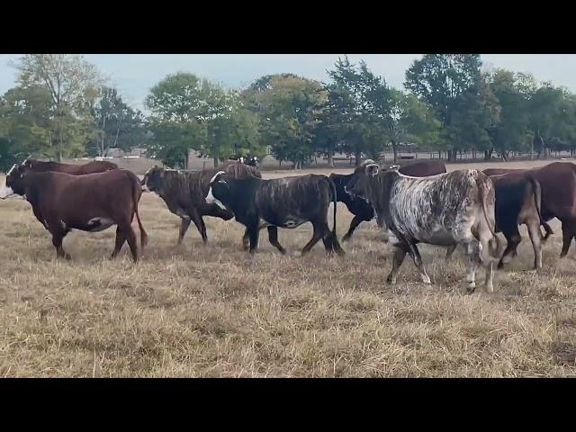 November-December calving f1 Braford calving to lbw Lesikar Angus Bulls