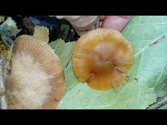 ГАЛЕРИНА ОКАЙМЛЕННАЯ.Galerina marginata.ЛОЖНООПЕНОК МОХОВОЙ.ЛОЖНООПЕНОК ДЛИННОНОГИЙ.