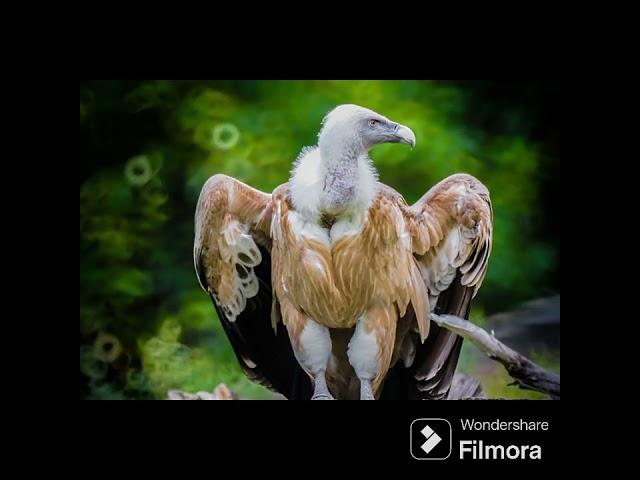 JATAYU  IN  HIMALYA @ DR SKSINGH CHANNEL JAI SHREERAM