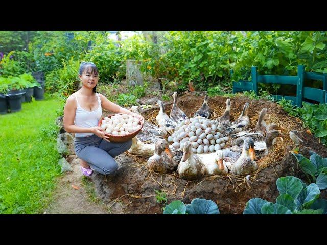 Build Nest For Ducks To Lay Eggs, Harvest Ducks Eggs Goes To Market Sell - New Free Bushcraft