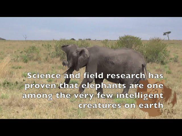 Elephants Have Higher Intelligence Than Is Recorded Based On Its Brain Size Calling For More Studies