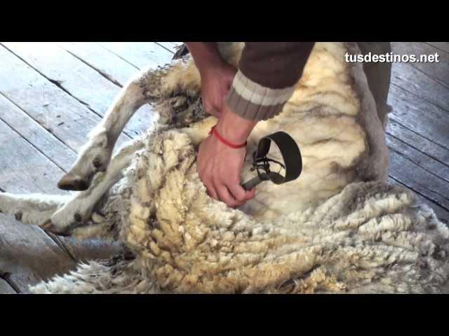 Esquilar una oveja (método tradicional). Trasquilar lana con tijera / Sheep  shearing / wool