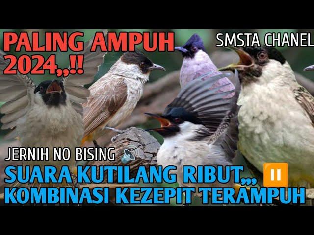 mp3 PIKAT KUTILANG RIBUT KOMBINASI TERJEPIT PALING AMPUH DAN JITU@Smstachanel