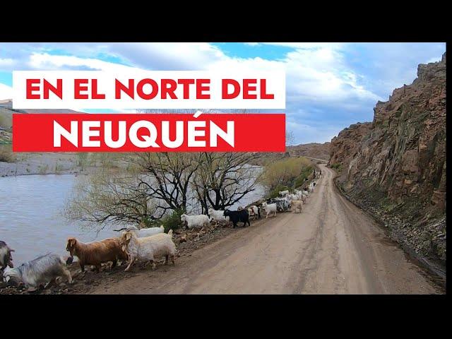 En el norte del Neuquen, Los Miches