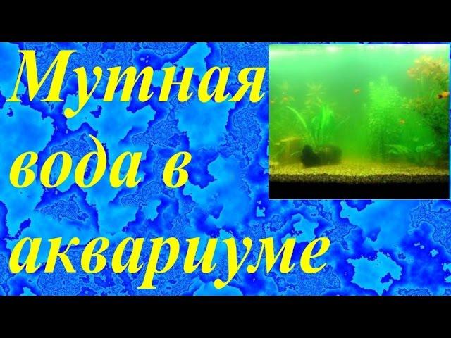 Мутная вода в аквариуме. Почему мутнеет вода, бактериальная вспышка, механическая муть и не только.