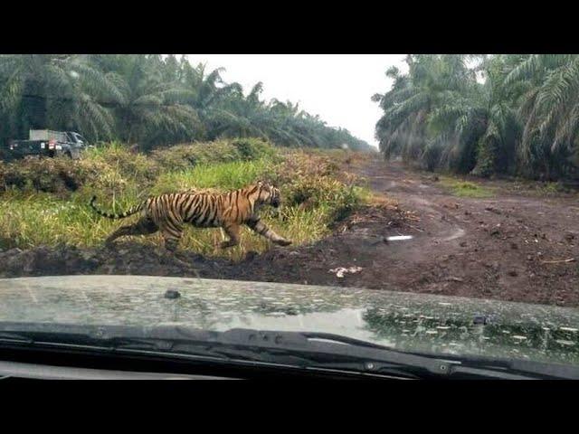 Tim Gabungan BBKSDA Riau Kembali Mencari Harimau Bonita