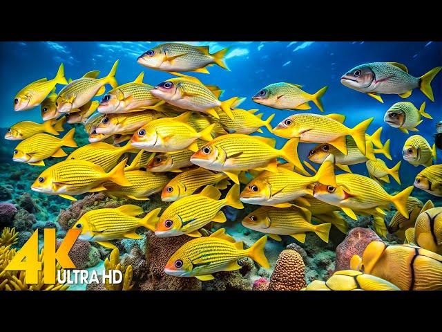 Under Red Sea 4K Explore the Stunning World of Sea Creatures and Beautiful Coral Reef Fish.