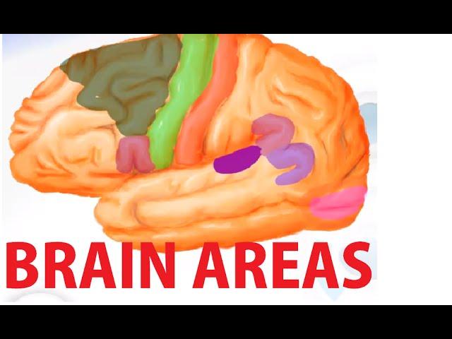 Functional Brain Areas - Brain Anatomy Cortex