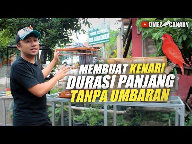 Belum punya kandang umbaran? Ini dia 4 Tips membuat durasi kenari lebih panjang