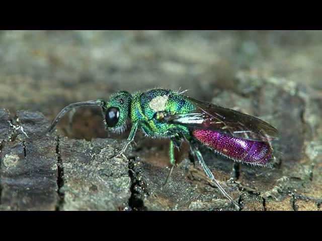 Goldwespe Chrysis sp.