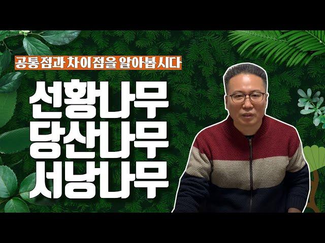 [태일법사 TV] 선황나무/ 서낭나무/ 당산나무 차이점을 모르겠다면 이 영상을 보세요 공통점과 차이점, 그리고 특징까지!