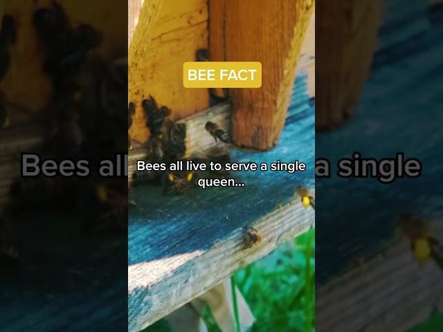 Did you know this about bees?  #fact #viral #true #bee #queen #slay