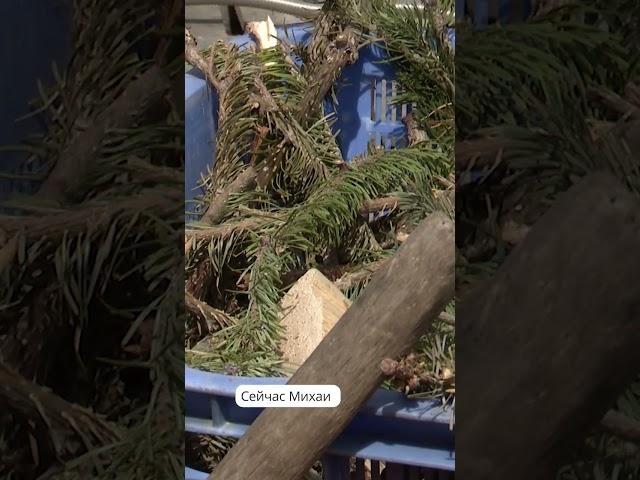 Производство масла и гидролата пихты на Сахалине #новостисахалина #пихта