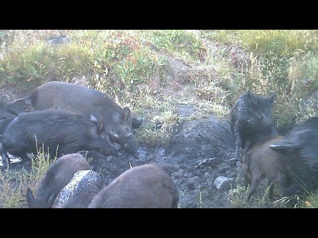 Invasive wild pigs wallowing in Sacatara Canyon