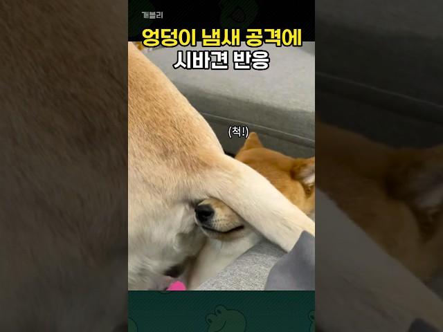 리트리버 엉덩이 냄새 맡고 분노하는 시바견